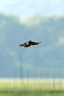 Northern Flicker