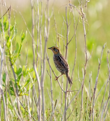 Saltmarsh Sparrow
