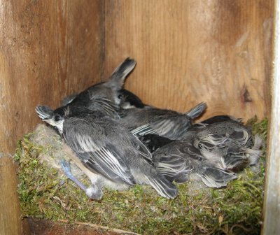 Black-Capped Chickadee nestlings - eyes open now