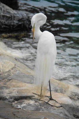 Naples, Florida