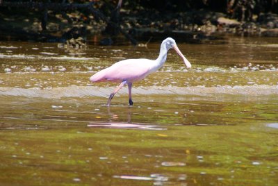 Naples, Florida