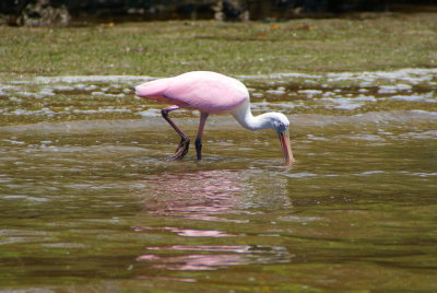 Naples, Florida