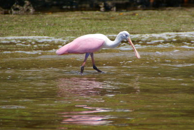 Naples, Florida