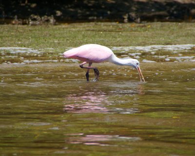 Naples, Florida