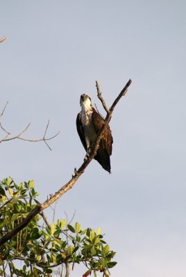 Naples, Florida