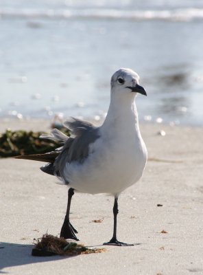 Naples, Florida