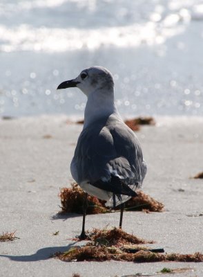 Naples, Florida