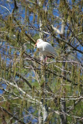 Corkscrew Swamp Sanctuary