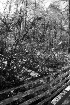 Corkscrew Swamp Sanctuary