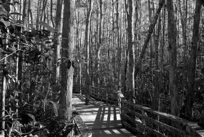 Corkscrew Swamp Sanctuary