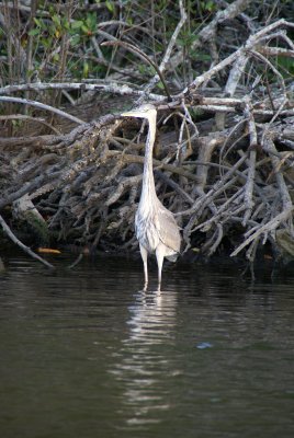 Naples, Florida