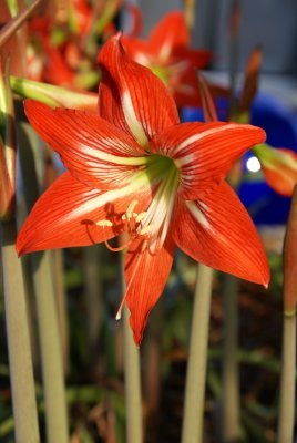 Amaryllis