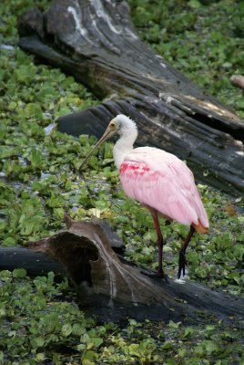 Corkscrew Swamp Sanctuary