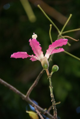 Silk Floss Flower