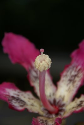 Silk Floss Flower