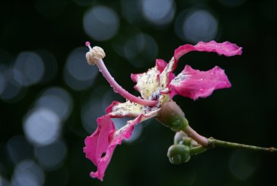 Silk Floss Flower