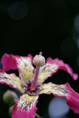 Silk Floss Flower