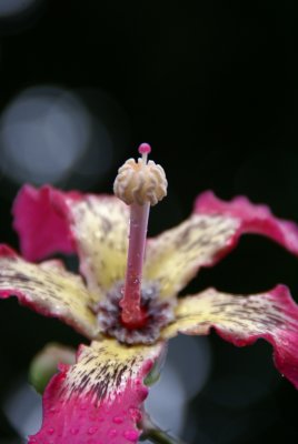 Silk Floss Flower