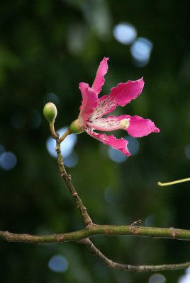 Silk Floss Flower