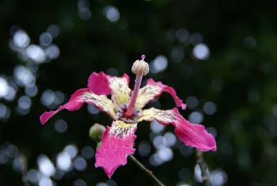 Silk Floss Flower