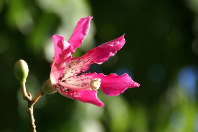 Silk Floss Flower