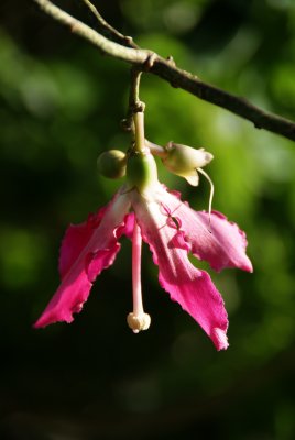 Silk Floss Flower