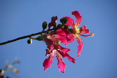 Silk Floss Flower