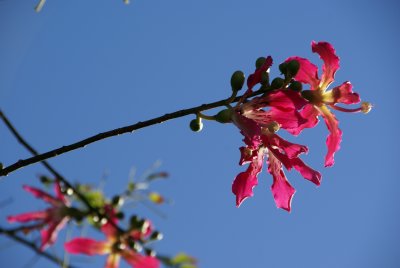 Silk Floss Flower