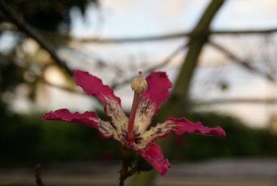 Silk Floss Flower