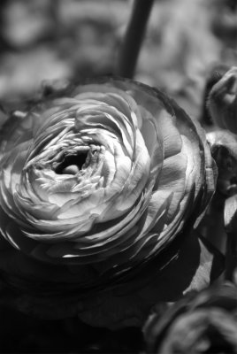 Ranunculus