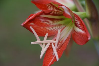 Amaryllis