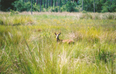 Corkscrew Swamp Sanctuary