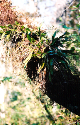 Corkscrew Swamp Sanctuary