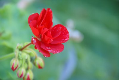 Geranium