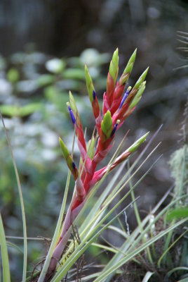 Corkscrew Swamp Sanctuary