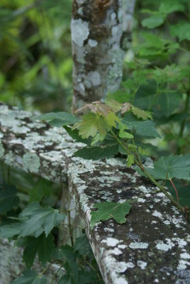 Corkscrew Swamp Sanctuary