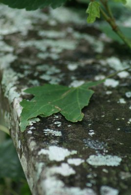 Corkscrew Swamp Sanctuary
