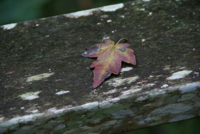 Corkscrew Swamp Sanctuary