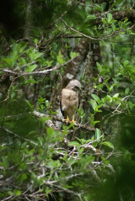Corkscrew Swamp Sanctuary