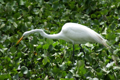 Corkscrew Swamp Sanctuary