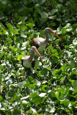 Corkscrew Swamp Sanctuary