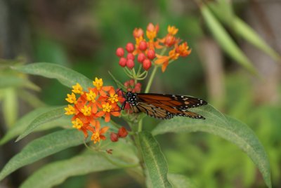 Scarlet Milkweed