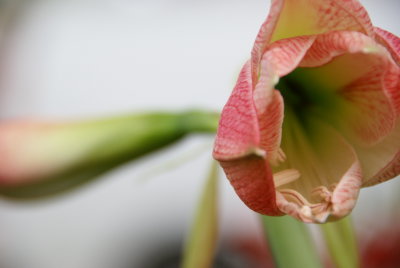 Amaryllis