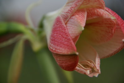 Amaryllis