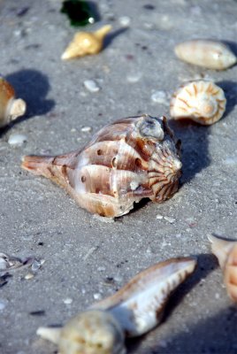 Cape Romano, Fl