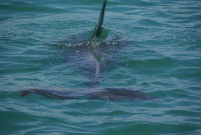 Cape Romano, Fl