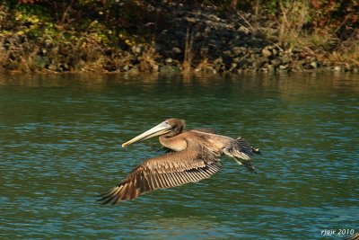 Skimming the Marina