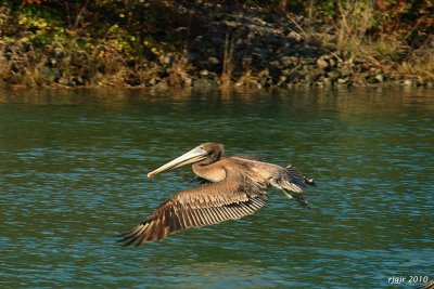 Skimming the Marina