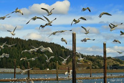 Circling the Marina