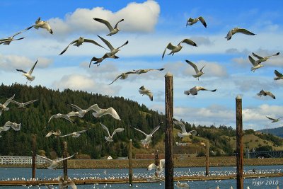 Circling the Marina